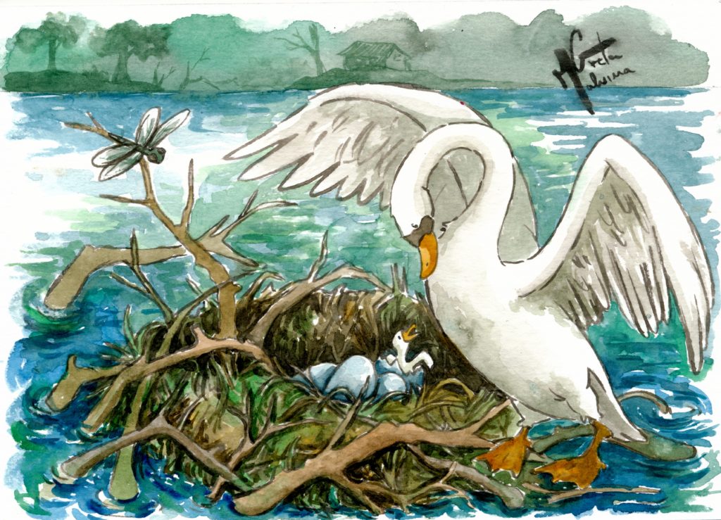 il nido di mamma cigno